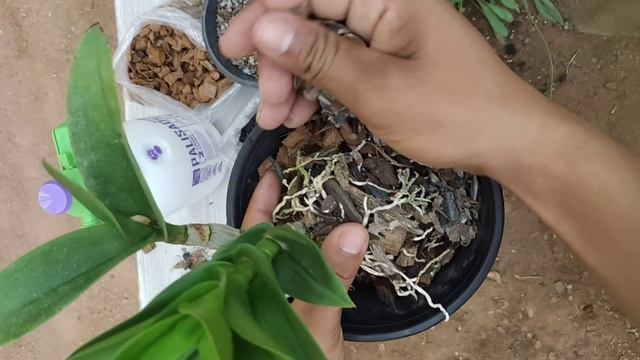 COLOQUE 1 COMPRIMIDO NAS ORQUÍDEAS E VEJA O INCRÍVEL ENRAIZAMENTO BROTAR смотреть онлайн