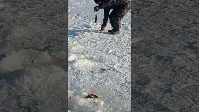 Зимняя рыбалка.клев Ротана на сало и на мясо смотреть онлайн