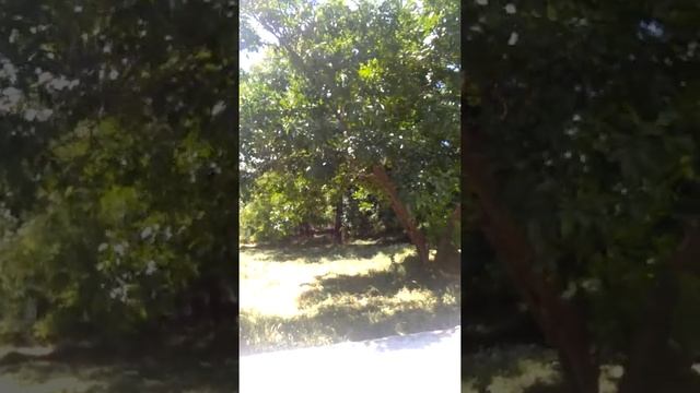 улица Суворова Гуманитарная помощь во дворе детской зубной поликлиники. смотреть онлайн