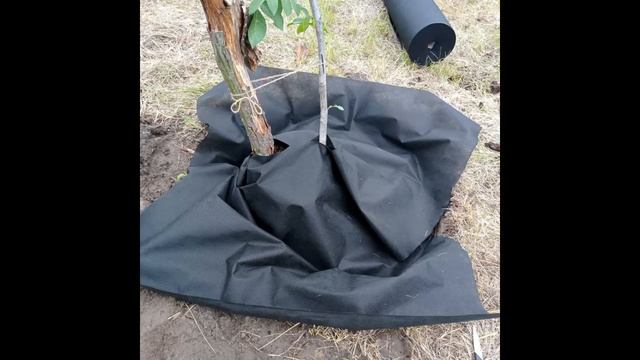 #14: ОСЕННЯЯ и ВЕСЕННЯЯ ПОСАДКА грецкого ореха – метод: "ВЕРХНИЙ КАРМАН" // planting a walnut tree смотреть онлайн