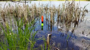 Ловля карася в начале лета.  Рыбалка на поплавок в красивом месте.