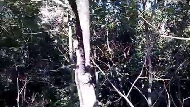 Паук -оса (Аргиопа Брюнниха) в Беларуси, смотреть онлайн