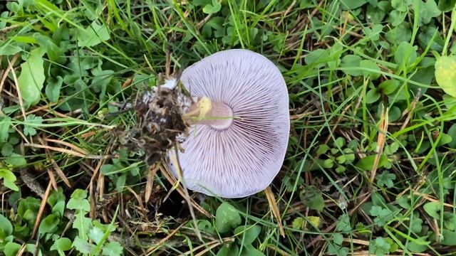 Lepista sordida (Рядовка грязная), November 1, 2020 смотреть онлайн