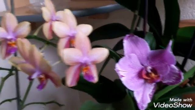 ОБЗОР цветущих ОРХИДЕИ сентябрь 2019. СОГО ЮКИДАН, ЛИОДОРО, ДЕНДРОФАЛЕНОПСИС, НОБИЛЕ, Каттлея... смотреть онлайн
