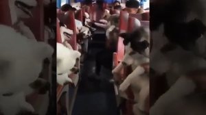 Автобус для пассажира с аллергией