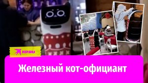 Кот-официант обслуживает гостей в кофейне на вокзале в Великом Устюге