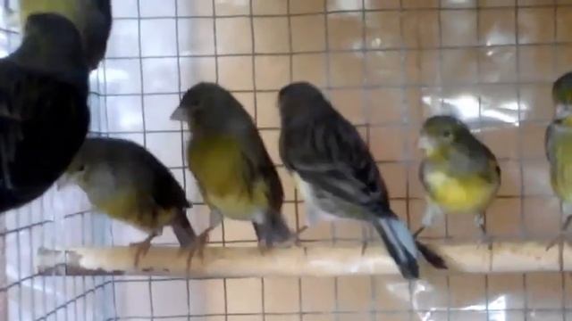 Зелёные Канарейки Самки смотреть онлайн