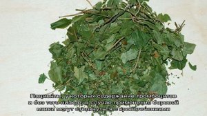 Боровая матка при цистите: свойства, рецепты, отзывы