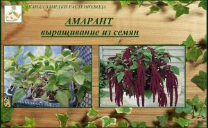 Амарант хвостатый - эффектный красавец, выращивание от посева до цветения