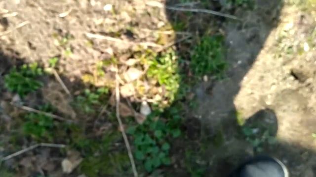 Все же это мышь полевка, а не змея) смотреть онлайн