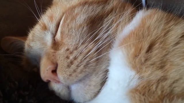 Милое сопение кота! смотреть онлайн