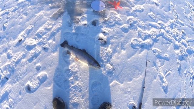 Открыл сезон подлёдной рыбалки. Рыбалка на форель озеро "Пруд в саду". смотреть онлайн