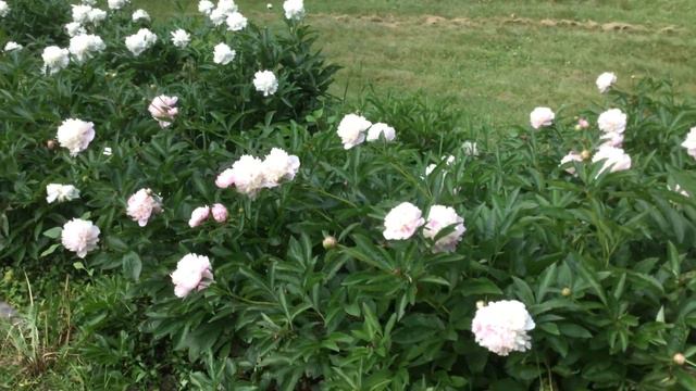 PEONY FLOWERS...BABY PINK & WHITE COLORS смотреть онлайн