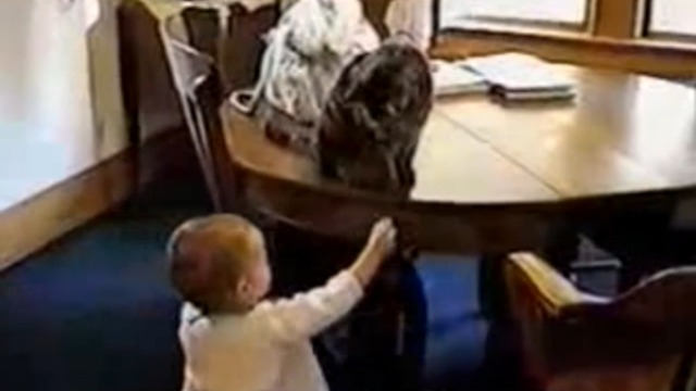 Малыш играет с кошкой смотреть онлайн