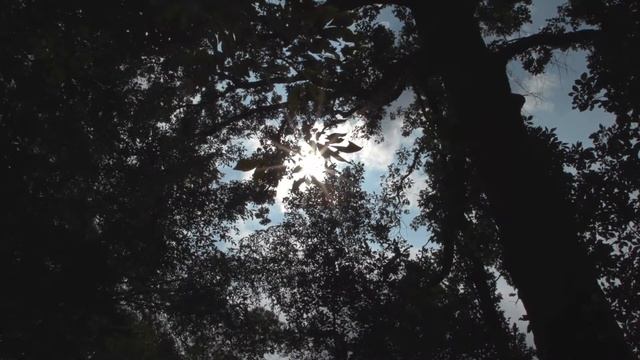 Звуки природы, шум леса, пение птиц, для релаксации, сна, медитации смотреть онлайн