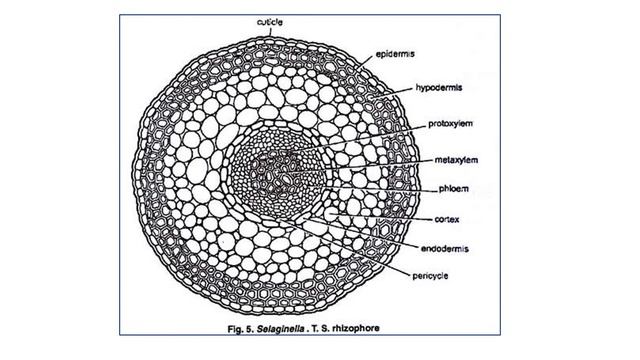 Selaginella Morphology , Anatomy and Reproduction смотреть онлайн