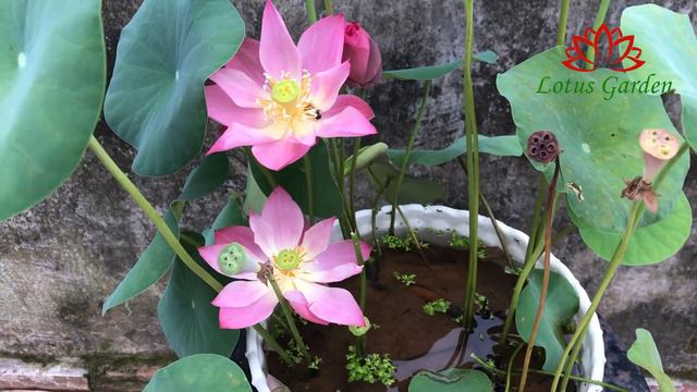 Grow mini lotus from seeds | grow mini lotus at home смотреть онлайн