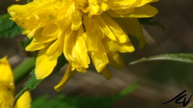Spring 2010 - the flowers are blooming [HD] смотреть онлайн