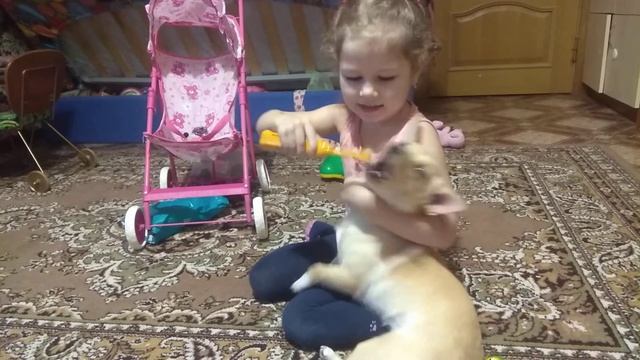 Зубная щётка LongaVita или Как чистить зубы собаке. смотреть онлайн