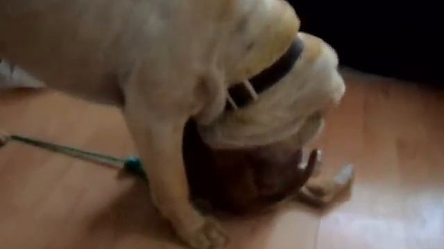Sharpei Vs Amstaff