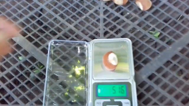 ФУНДУК. МОРОЗОВСКИЙ. Урожай 2020г с пятилетнего куста. смотреть онлайн