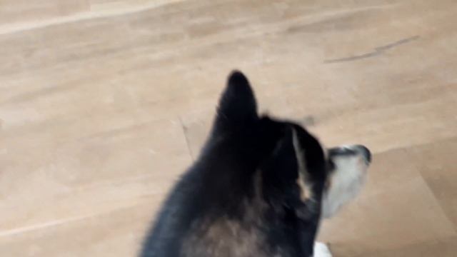 Finding Out the Genders of My ELEVEN Rescue Husky Puppies! смотреть онлайн