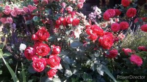 Роза Eric Tabarly(Red EdenRose) в моем саду.