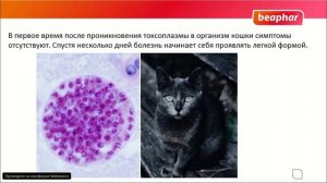 Токсоплазмоз