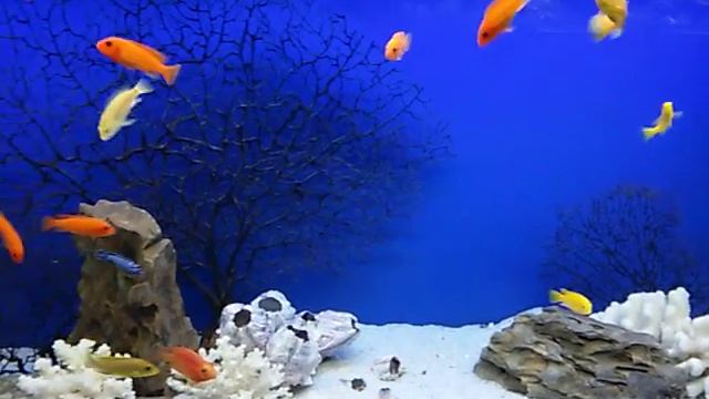 Аквариумы люкс нижнекамск 89178840959 смотреть онлайн