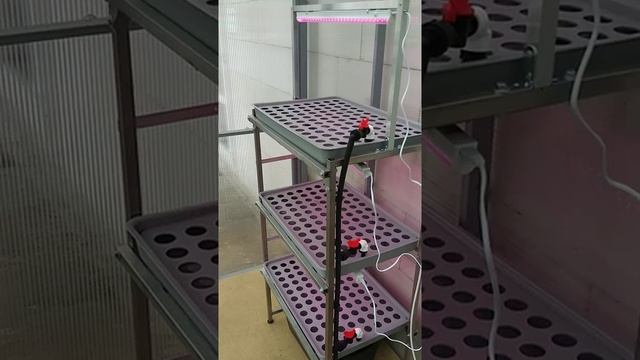 Установка для выращивания зелёного лука смотреть онлайн