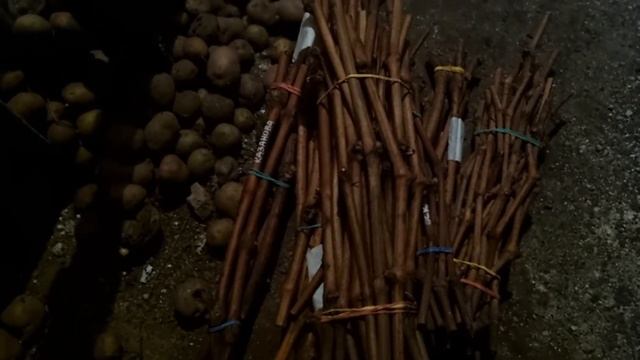 Проверяем хранение виноградной лозы зимой . смотреть онлайн