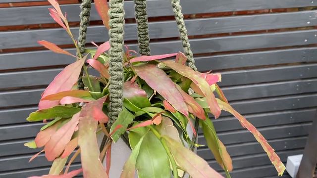 20cm Rhipsalis Ramulosa Red Coral Hanging | House Plant | 15cm Pot | 20cm Height смотреть онлайн