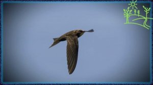 Голоса птиц Как поёт Стриж чёрный (Apus apus).mp4