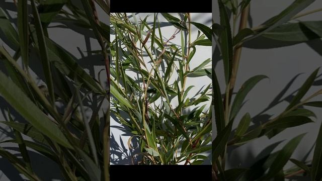 Fransgeel Rood Willow (Salix alba vitellina × fragilis (S. sanguinea) 'Fransgeel Rood') смотреть онлайн