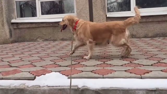 Я пишу стихи, и вот один из них: Бездомный щенок.. смотреть онлайн
