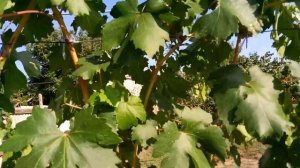 ВИНОГРАД РУМБА.