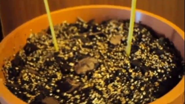 Шефлера Пестролистная-3. Почему одна не растёт, вторая наклоняется? Ветка молочая смотреть онлайн