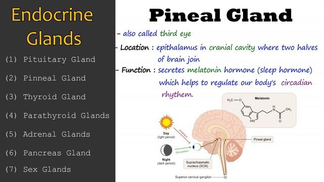 Endocrine System | Endocrine Glands - Function & Location смотреть онлайн