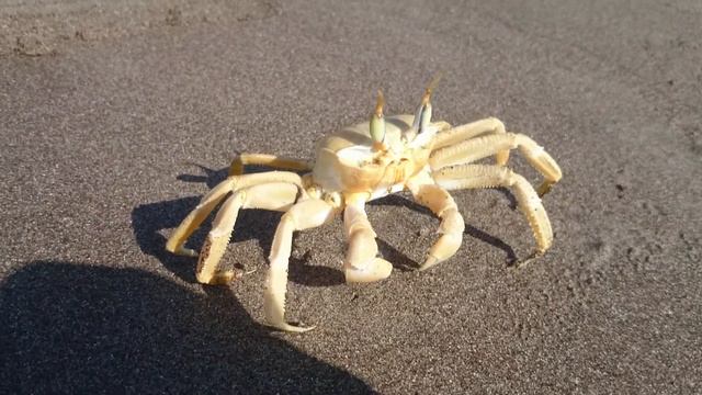 Танцующий краб смотреть онлайн