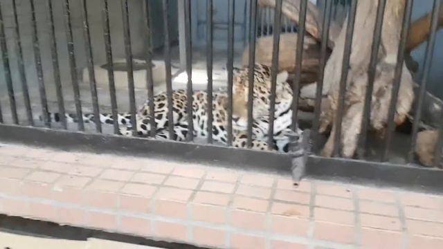 Николаевский зоопарк смотреть онлайн