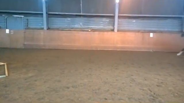 Геннадий Шорин Тренировка по Конкуру 13.02.2017 КСК Сокорос смотреть онлайн