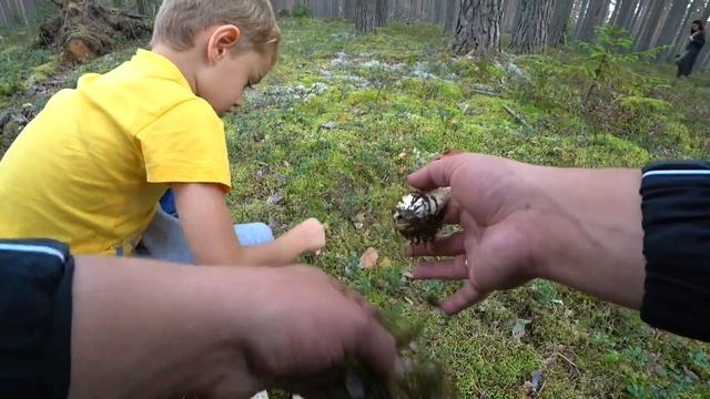 Тихая Охота. За грибами между рыбалками смотреть онлайн