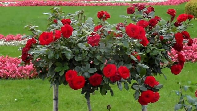 КРАСНАЯ РОЗА- ЭМБЛЕМА ЛЮБВИ...? смотреть онлайн