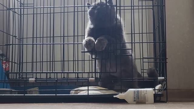 Брошенная Мая отказывается от еды, записались к онкологу. Лечим Саймона. Кося реагирует на Басю.