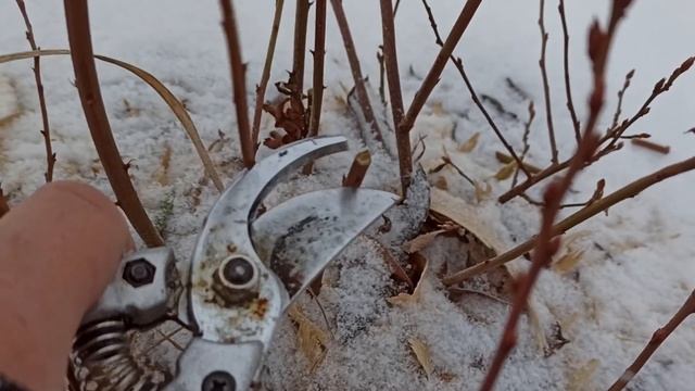 Удаляем заболевания голубики. Санитарная обрезка смотреть онлайн