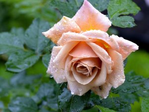 Роза–королева цветов РЕЛАКС ТЕРАПИЯ ИМПРОВИЗАЦИЯ композитор Виктор Анохин #instrumentalmusic #piano