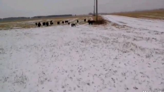 Зимний выпас овец и ягнят смотреть онлайн