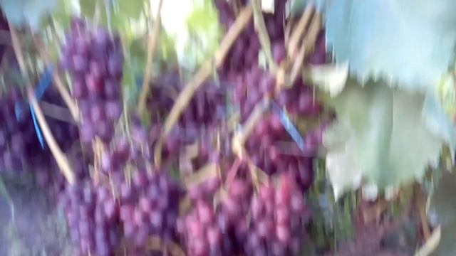 Виноград Памяти Учителя в Полтавской области. смотреть онлайн