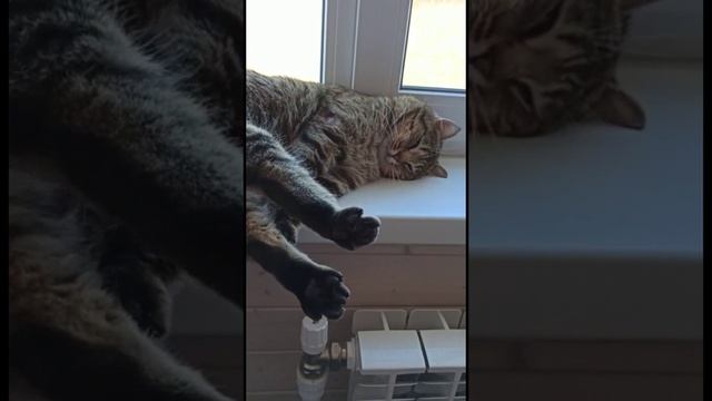 Васька байкает смотреть онлайн