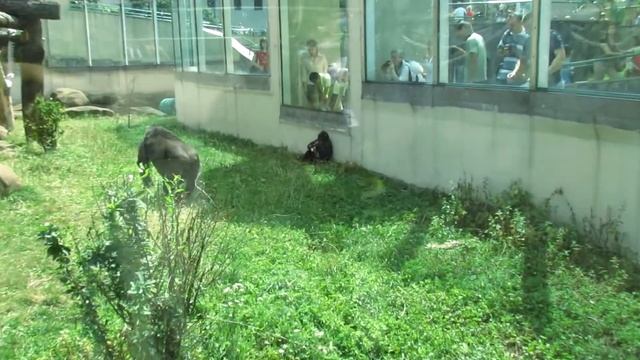 Горилла. Gorilla. Moscow Zoo. смотреть онлайн